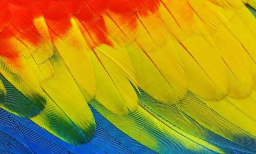 cc-licensed image "Close up of the amazingly colorful feathers of a Scarlet Macaw parrot" by David Clode on <a>Unsplash</a>