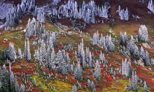 snowy trees on Mount Rainier